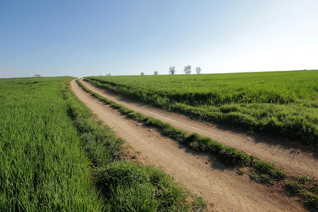 Wheat Field