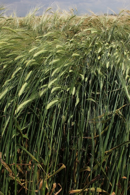 Wheat Field