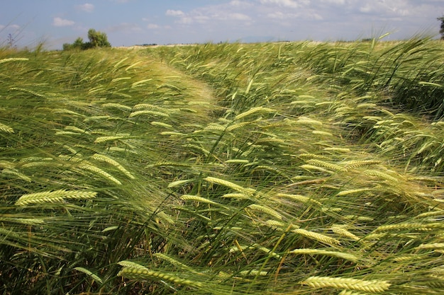 Wheat Field