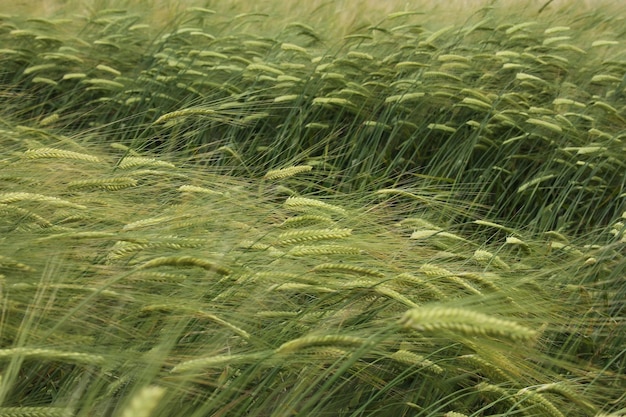 Wheat Field