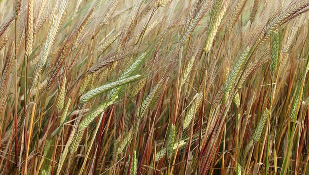 Photo wheat field