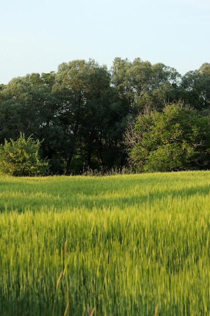 Wheat Field