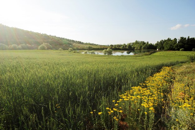 Wheat Field