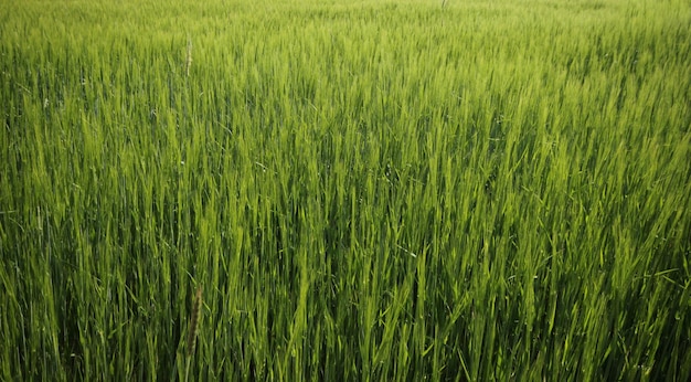 Wheat Field