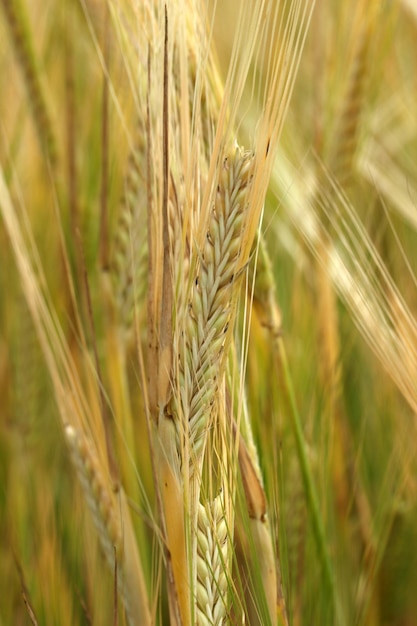 Wheat Field