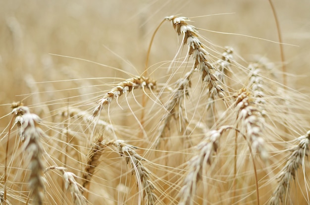 Wheat field