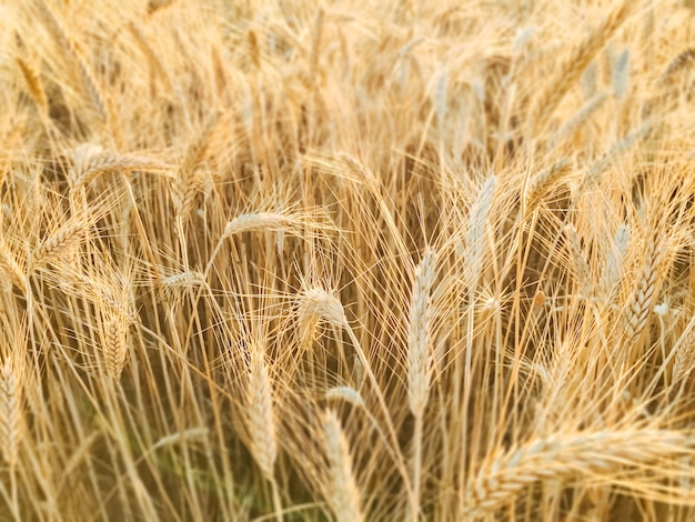 Wheat field