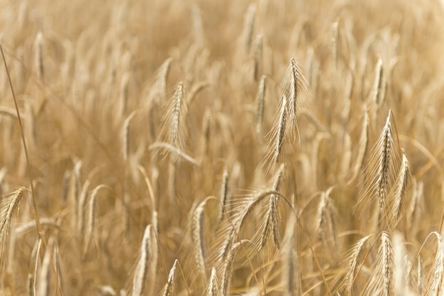 Wheat Field