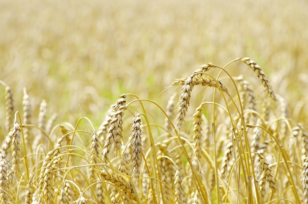 Wheat field