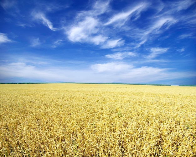 Wheat field