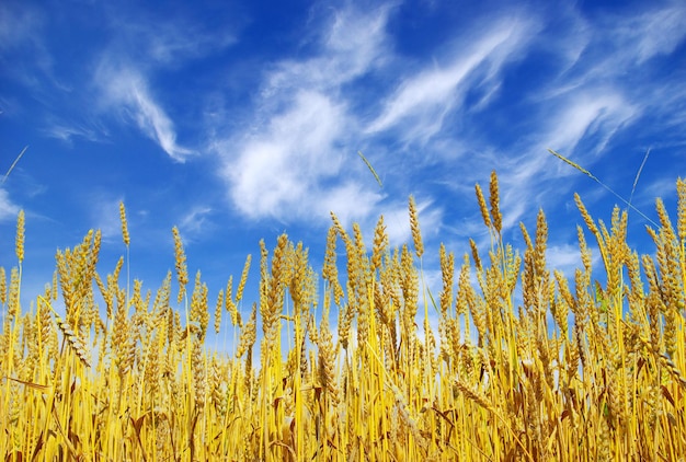 Wheat field