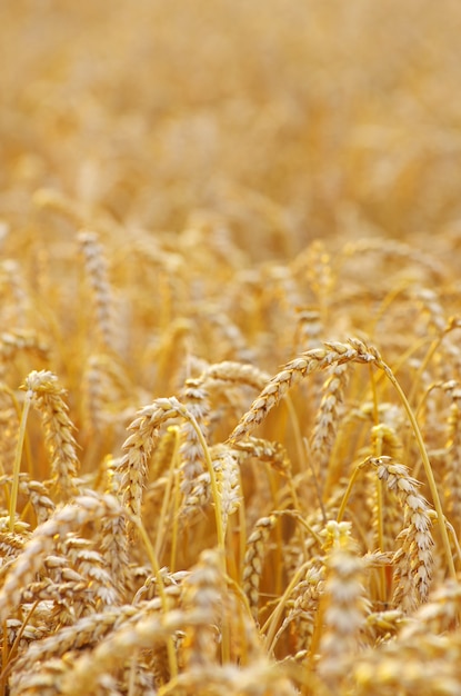 wheat field