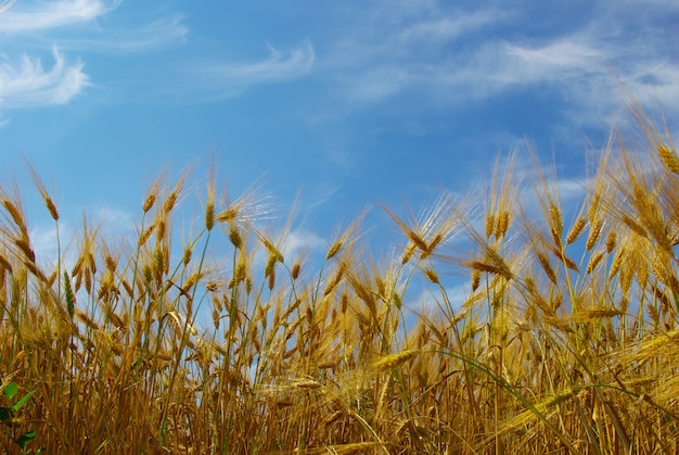 Wheat field