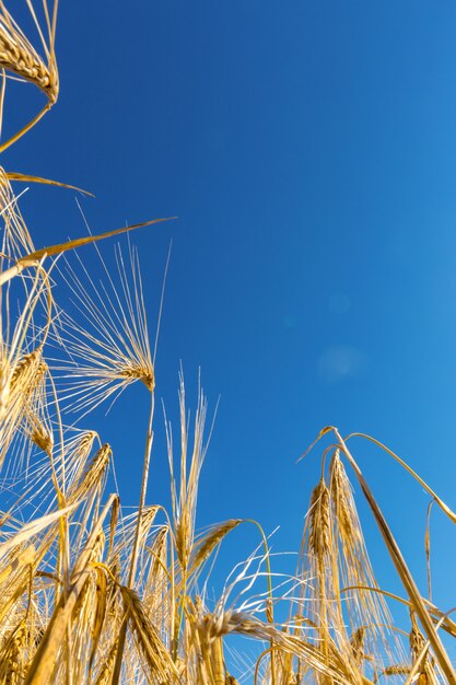  wheat field