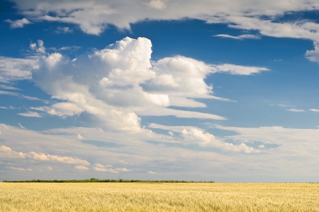 Foto campo di grano