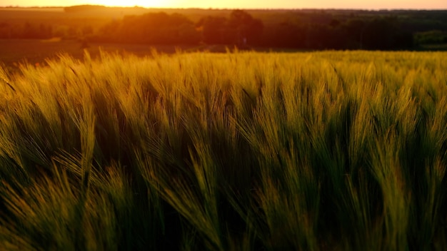 Wheat fields at beautiful sunset