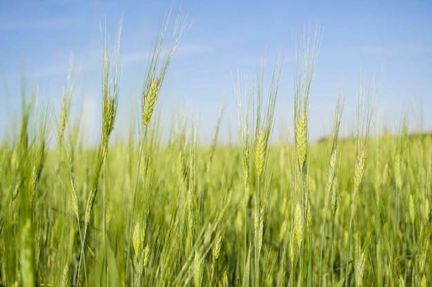 Wheat fields of kazakhstan rural life