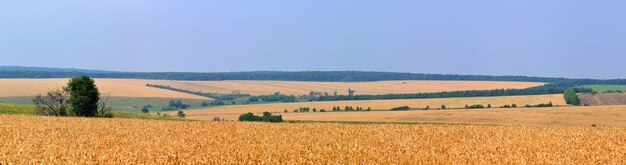 Пейзаж поля пшеницы с деревьями и лесом