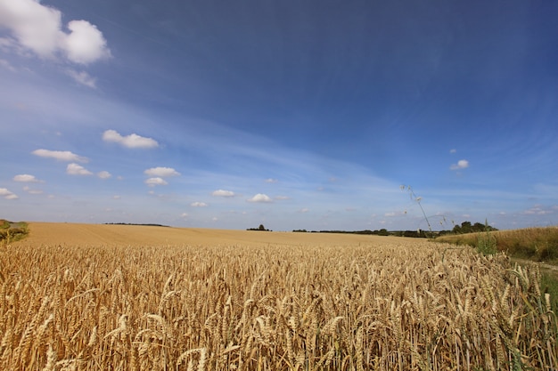 Wheat fields under the sun in the summer before harvest