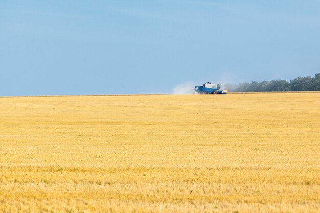 The wheat fields in sunny summer day