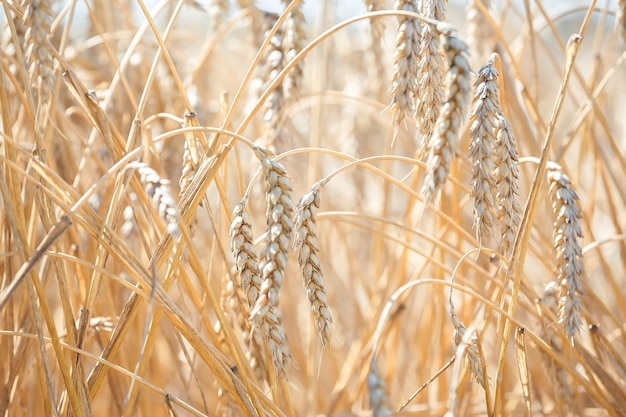 The wheat fields in sunny summer day