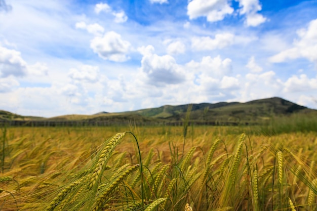 Wheat fields with blue sky and white fluffy clouds