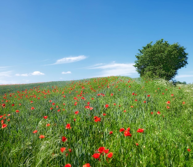 Wheat fields with poppies in early summer A photo of poppies in the countryside in early summer