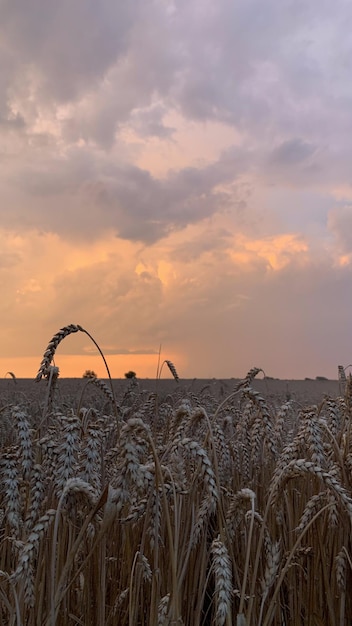 Wheat fields with spikelets close-up