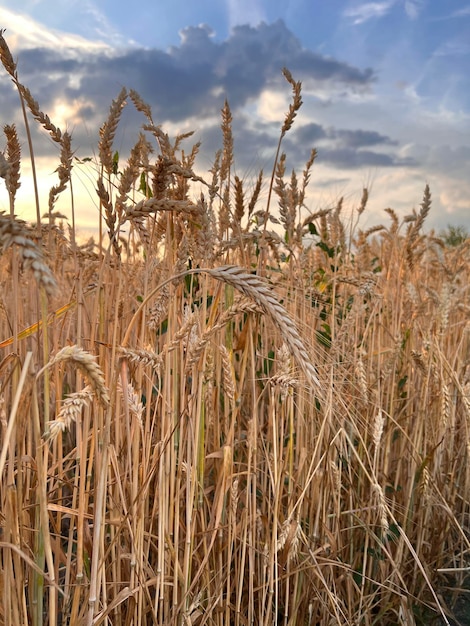 Пшеничные поля с колосками крупным планом
