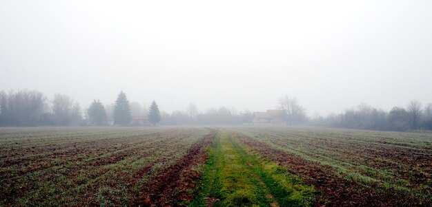 Фото Пшеница, сложенная под туманом