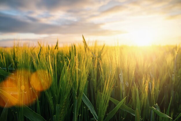 Wheat flied at sunset with clouds, agriculture concept image