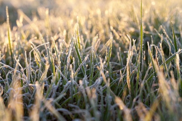 Wheat during frost