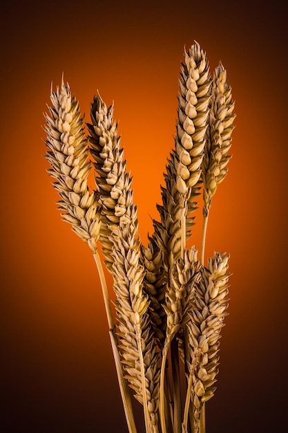 Связка зерна пшеницы