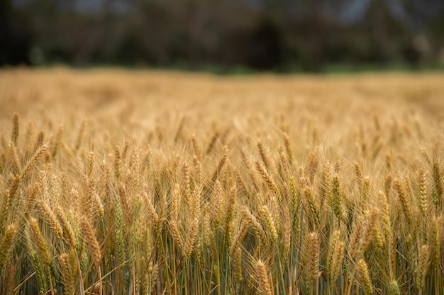 wheat grain crop in a field in a farm growing in rows growing a crop in a of wheat seed heads mature ready to harvest barley plants close up in the outback