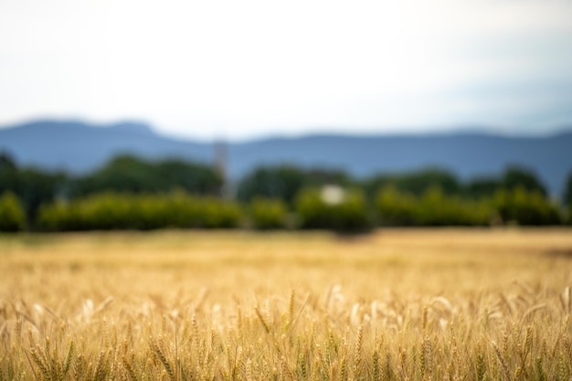 wheat grain crop in a field in a farm growing in rows growing a crop in a of wheat seed heads mature ready to harvest barley plants close up in the outback