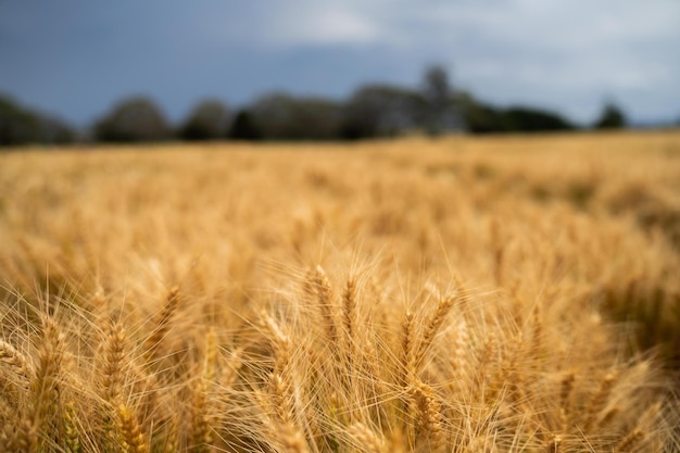 wheat grain crop in a field in a farm growing in rows growing a crop in a of wheat seed heads mature ready to harvest barley plants close up