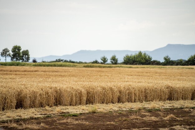 wheat grain crop in a field in a farm growing in rows growing a crop in a of wheat seed heads mature ready to harvest barley plants close up