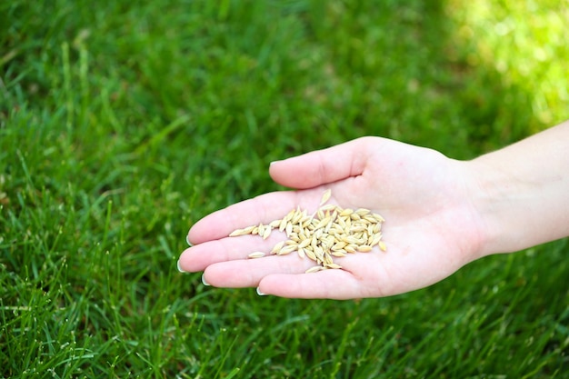 Wheat grain in female hand on green grass background