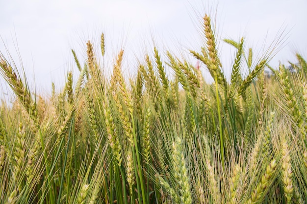 Foto immagine di un campo di grano di grano in primo piano con l'immagine del cielo blu