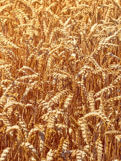 Photo wheat grain field on sunny day