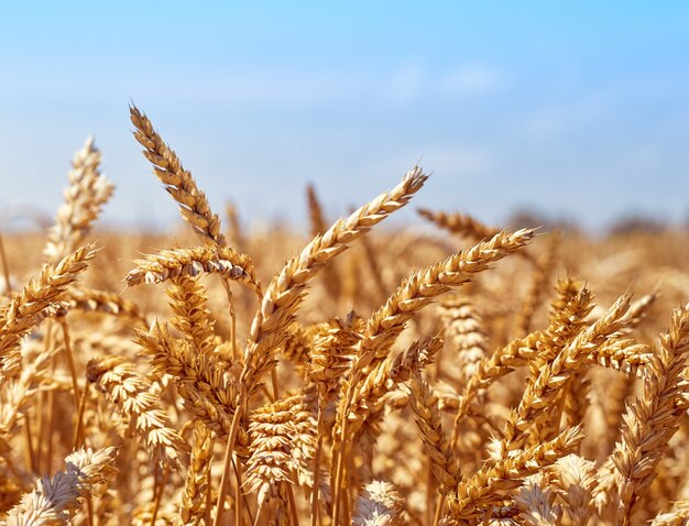 Wheat grain field on sunny day.