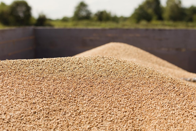 Wheat grain harvest in tractor trailer