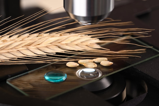 Wheat grain on the microscope slide under a microscope