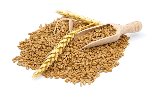 Wheat grain seeds spilling from two wooden scoops near to ripe wheat ears over white background