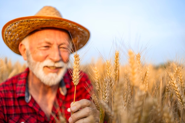 Wheat grain yields Close up view of farmer holding ear of wheat checking health before harvest