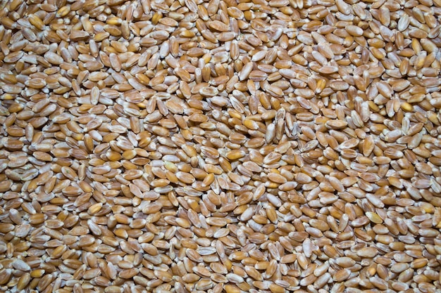 Wheat grains closeup screensaver or title with your inscription