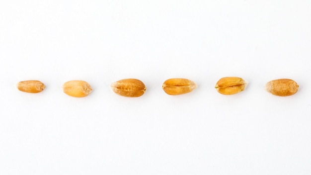 Wheat grains isolated on white background Wheat seeds close up