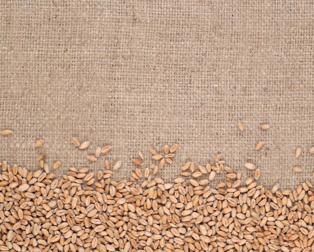 Зерна пшеницы на фоне мешковины