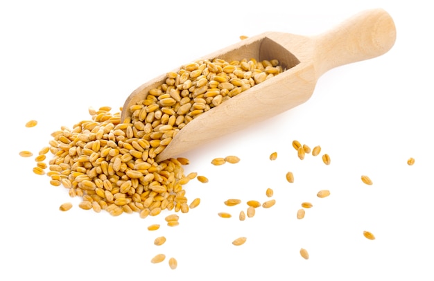 wheat grains with wooden scoop