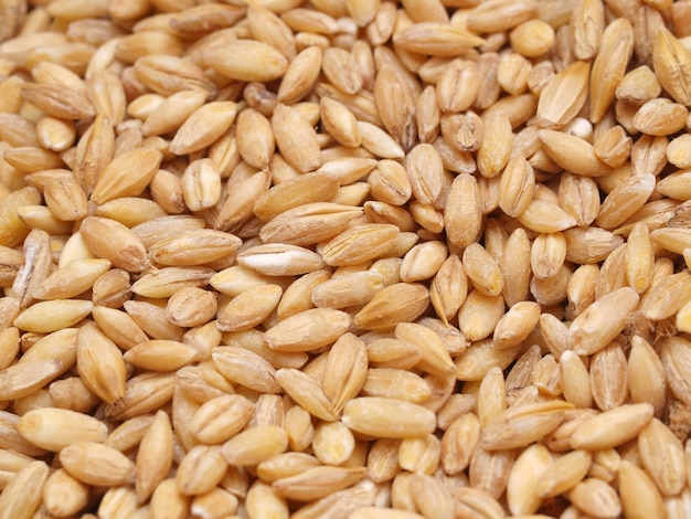 Wheat grains